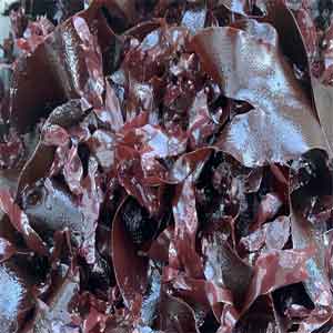 Premium Wild Harvested Dulse in Ourland Herbs