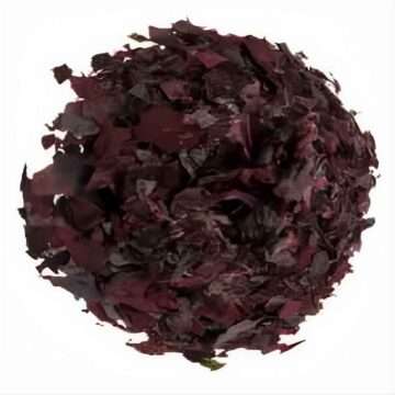 Premium Wild Harvested Dulse in Ourland Herbs packaging